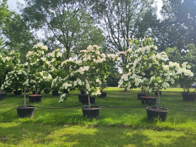 Cornus 'Venus' ( 'KN30-8' ® )