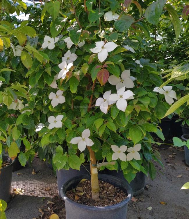 Cornus 'White Tetra'