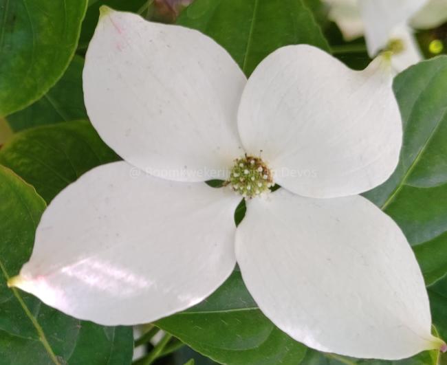 Cornus 'White Tetra'