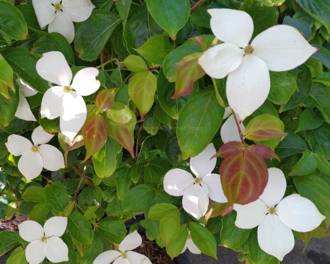 Cornus 'White Tetra'