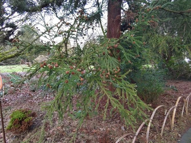 Cryptomeria japonica