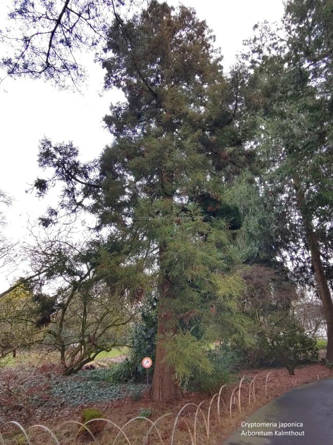 Cryptomeria japonica