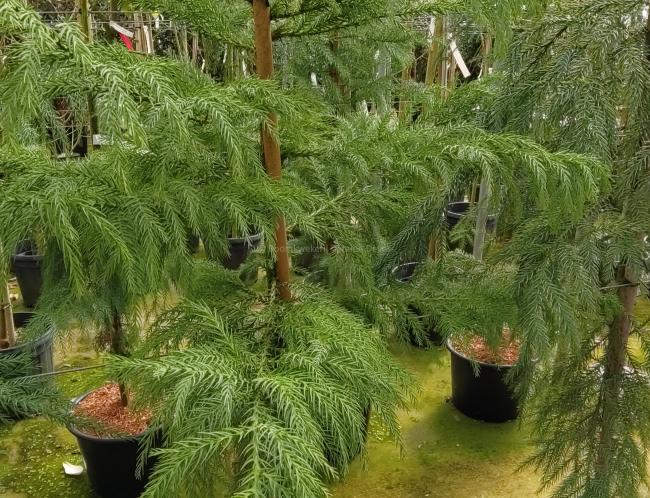 Cryptomeria japonica