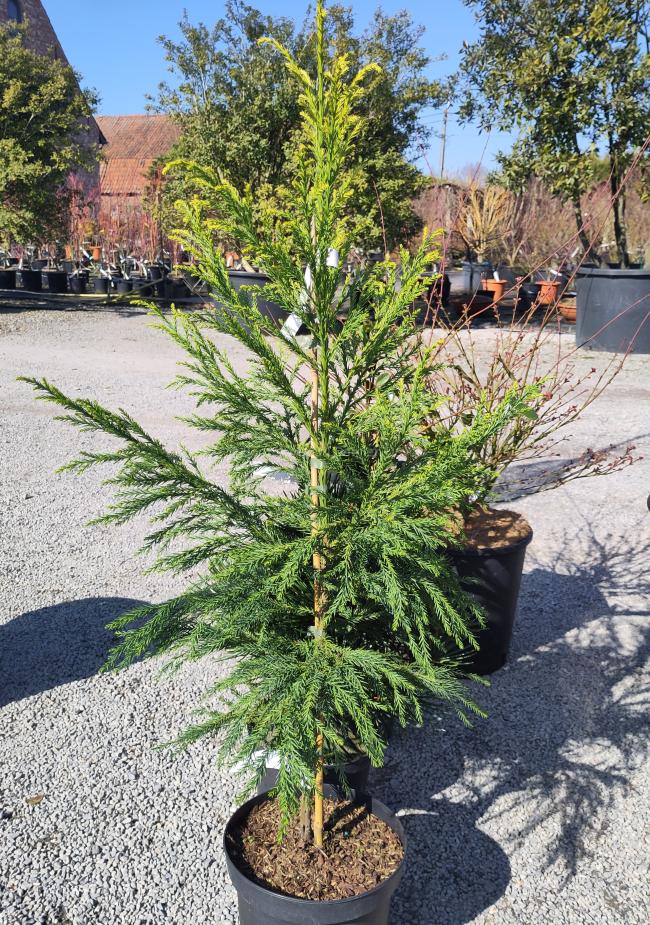 Cryptomeria japonica 'Hongarian Gold'