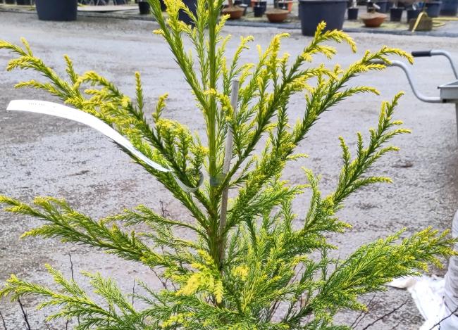 Cryptomeria japonica 'Hongarian Gold'