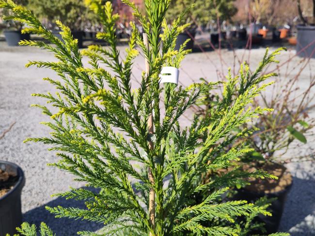 Cryptomeria japonica 'Hongarian Gold'