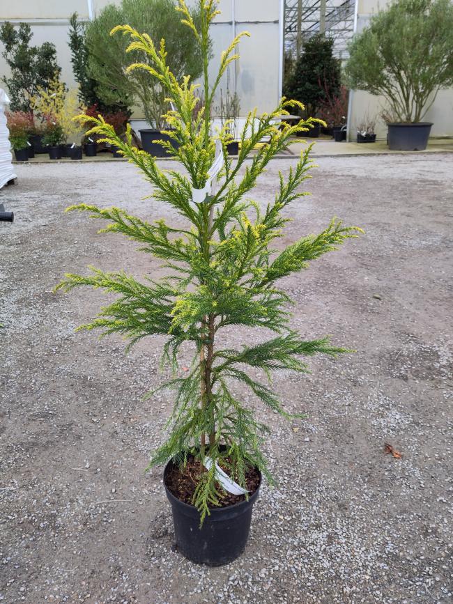 Cryptomeria japonica 'Hongarian Gold'