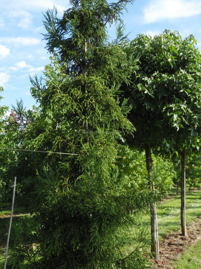 Cryptomeria japonica 'Rasen'