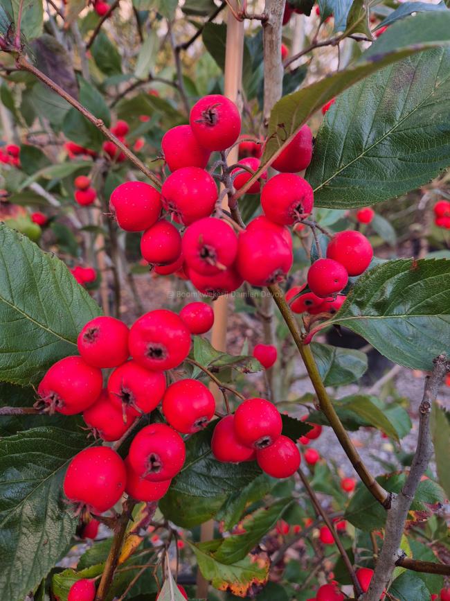 Crataegus lavalleei 'Carrierei'