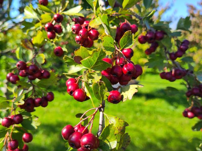 Crataegus monogyna
