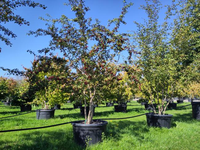Crataegus monogyna