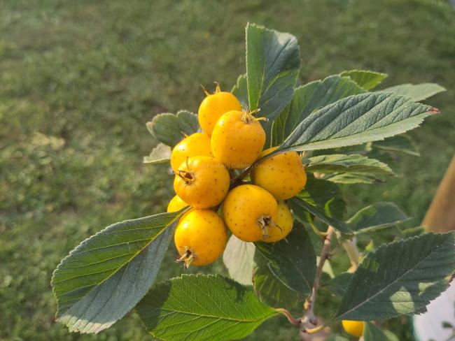 Crataegus mexicana 'Stipulacea'