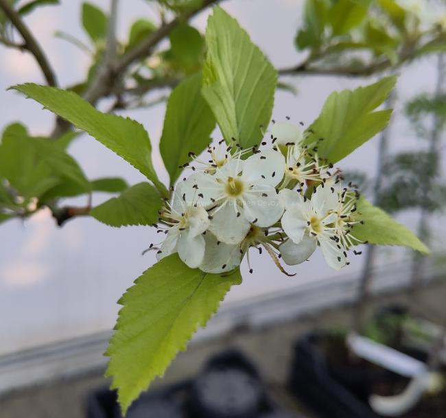 Crataegus mexicana 'Stipulacea'