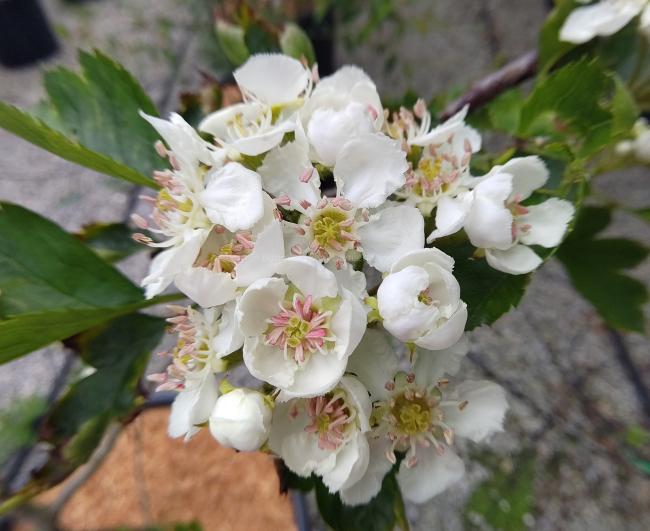 Crataegus pinnatifida 'Big Golden Star'