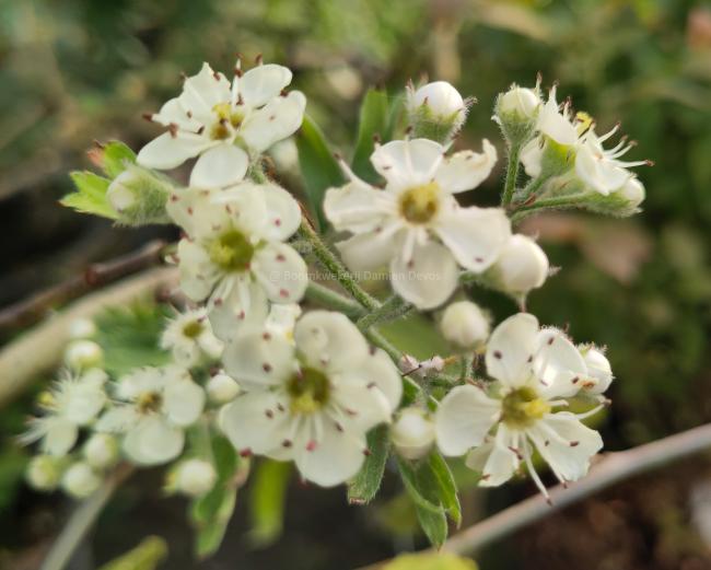 Crataegus schraderiana