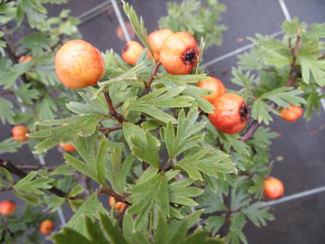 Crataegus tanacetifolia