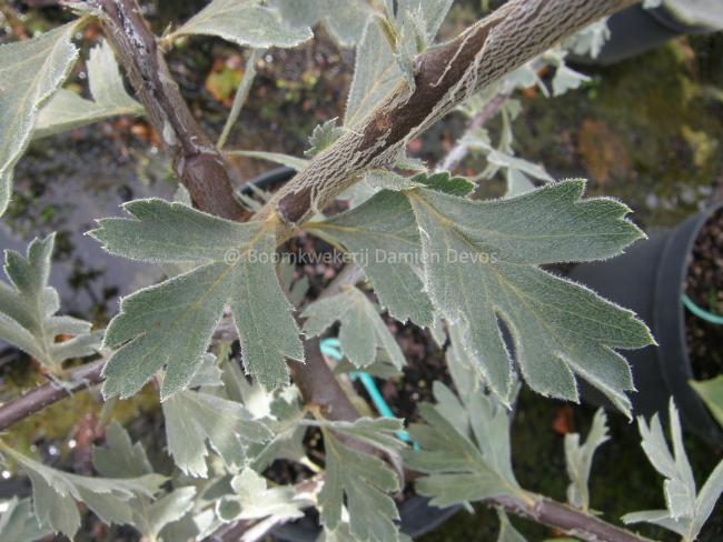 Crataegus tanacetifolia