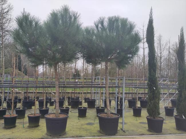 Cupressus sempervirens 'Pyramidalis'