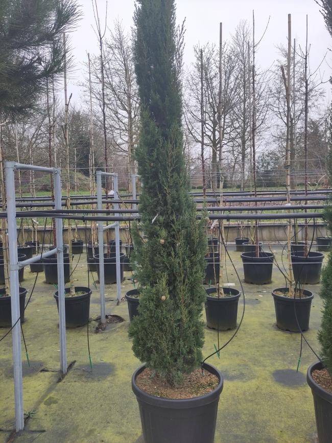 Cupressus sempervirens 'Pyramidalis'