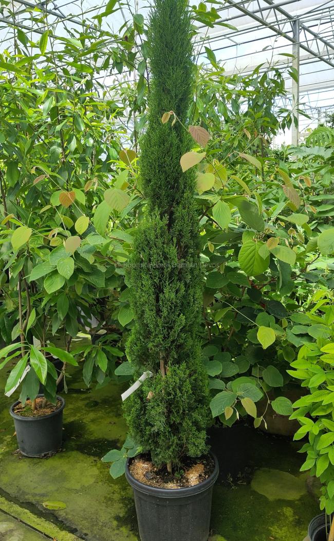 Cupressus sempervirens 'Totem'