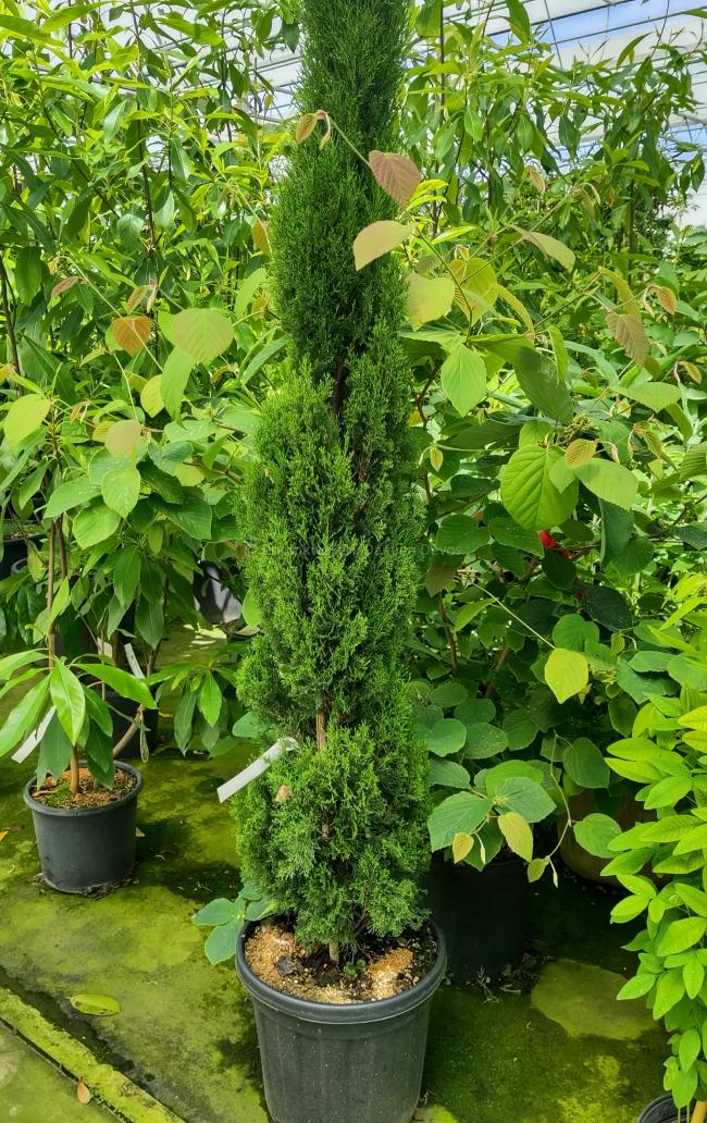 Cupressus sempervirens 'Totem'