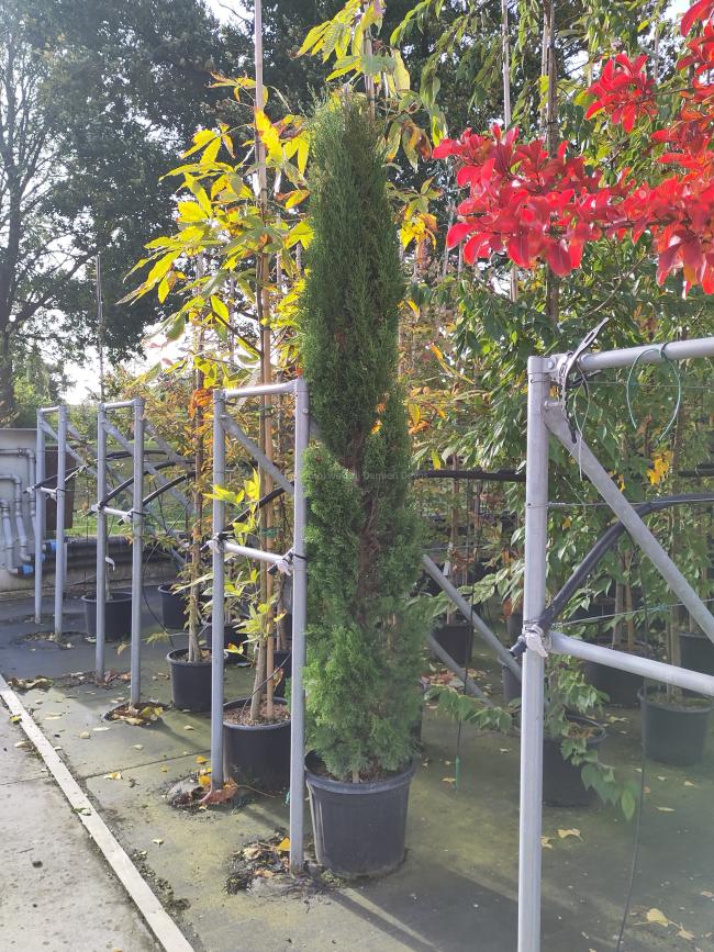 Cupressus sempervirens 'Totem'