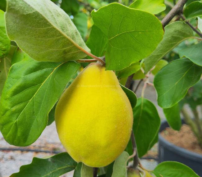 Cydonia oblonga 'Champion'