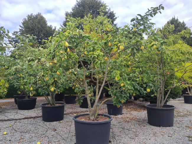 Cydonia oblonga 'Champion'