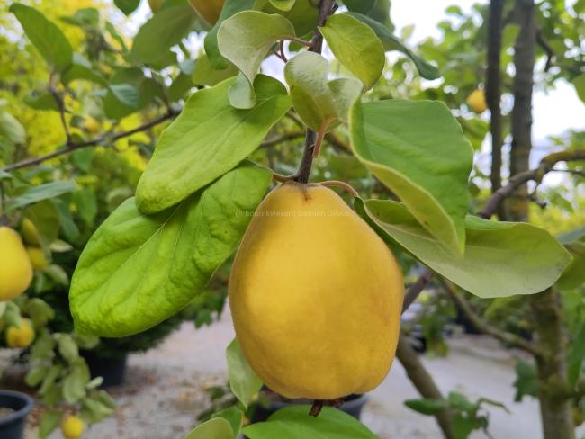 Cydonia oblonga 'Champion'