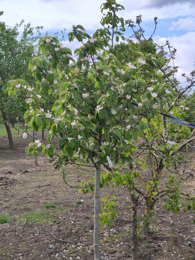 Cydonia oblonga 'Leskovacka'