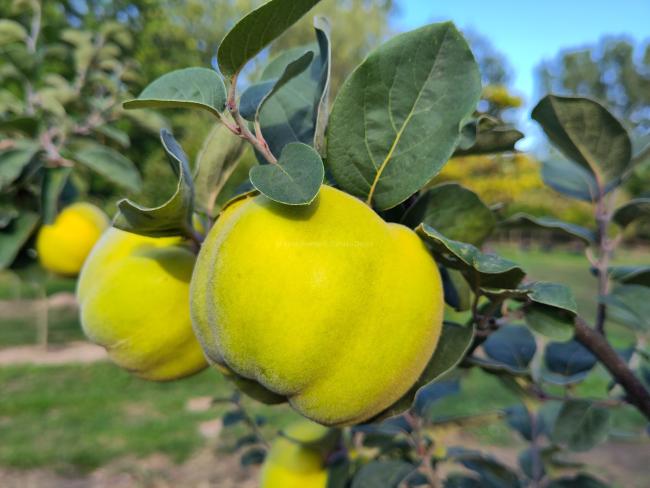 Cydonia oblonga 'Leskovacka'