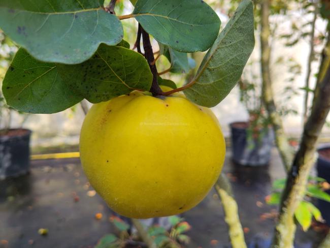 Cydonia oblonga 'Leskovacka'