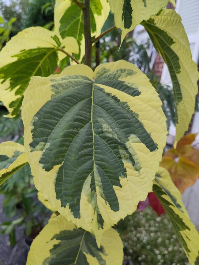 Davidia involucrata 'Lady Sunshine'