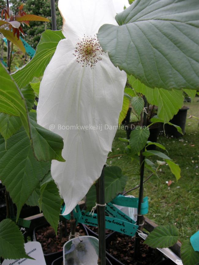 Davidia involucrata 'Sonoma'