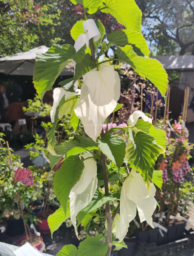 Davidia involucrata 'Sonoma'