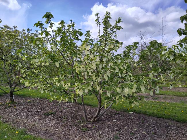 Davidia involucrata var. vilmoriniana