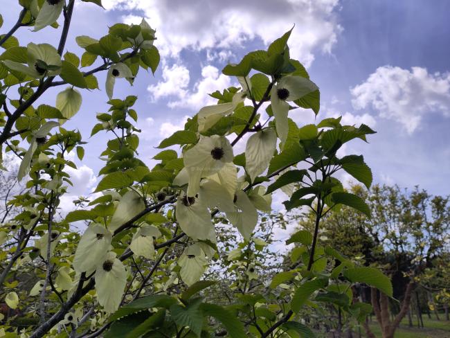Davidia involucrata var. vilmoriniana
