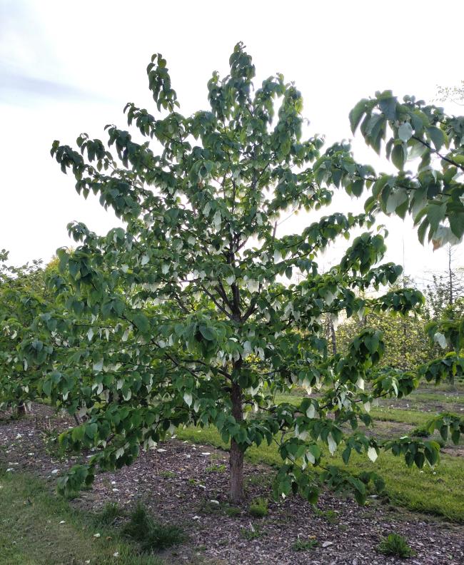 Davidia involucrata var. vilmoriniana