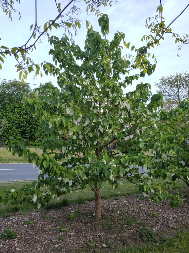 Davidia involucrata var. vilmoriniana