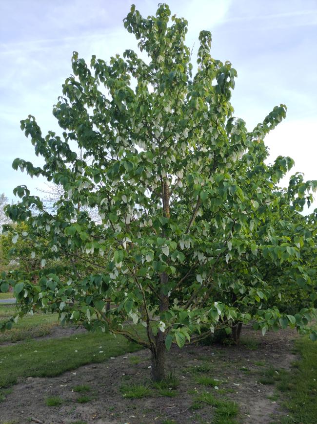 Davidia involucrata var. vilmoriniana