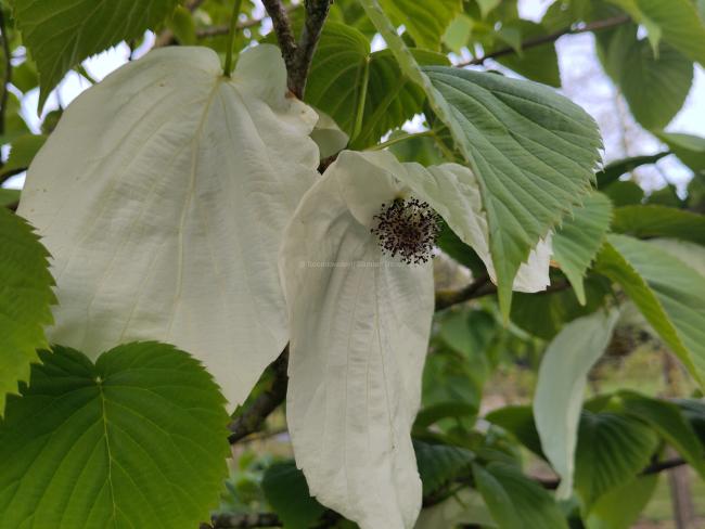 Davidia involucrata var. vilmoriniana