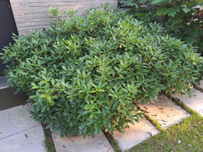 Daphne odora 'Aureomarginata'