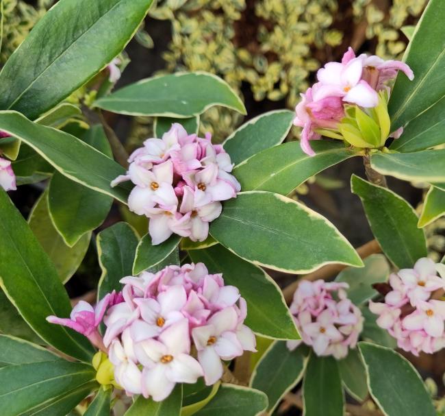 Daphne odora 'Aureomarginata'