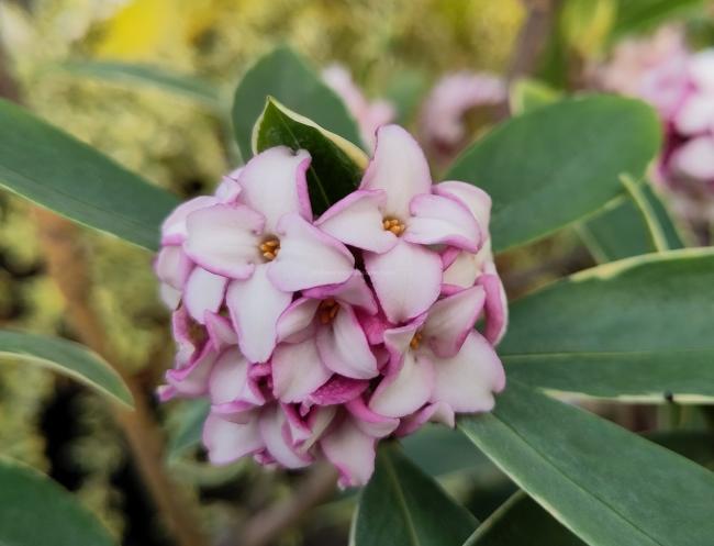 Daphne odora 'Aureomarginata'