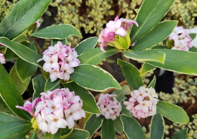 Daphne odora 'Aureomarginata'