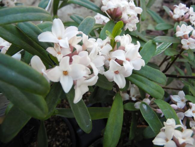 Daphne transatlantica 'Eternal Fragrance'  ®