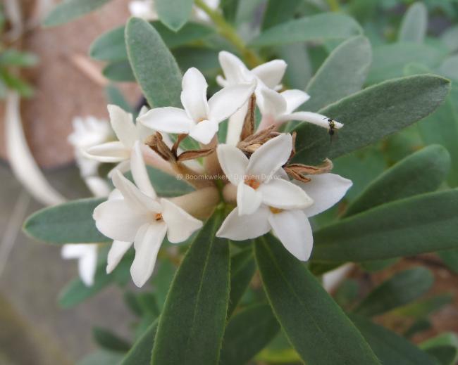 Daphne transatlantica 'Eternal Fragrance'  ®
