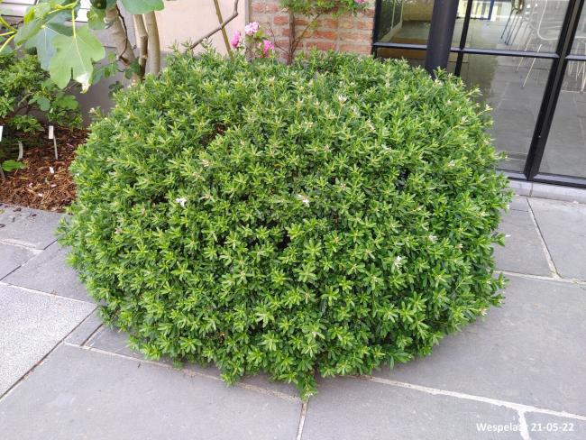 Daphne transatlantica 'Eternal Fragrance'  ®