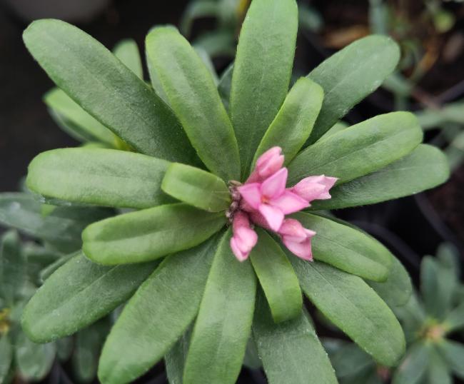 Daphne transatlantica 'Eternal Fragrance'  ®