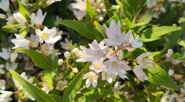 Deutzia gracilis 'Nikko'